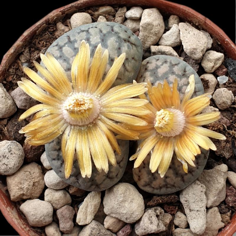 Lithops_verruculosa_C129_2.jpg